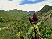 74 Genziana purpurea (Gentiana purpurea) nella Valle di Ponteranica con Fioraro a sx e Mincucco a dx 